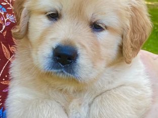 Golden Retriever – Bellingen