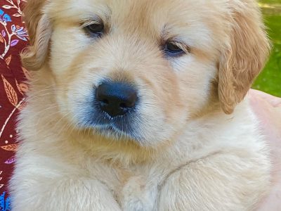 Golden Retriever – Bellingen