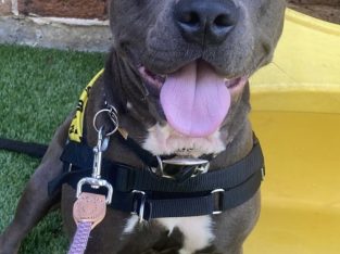 American Staffordshire Bull Terrier – Umina Beach