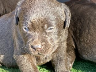 Labrador Retriever – Saint George