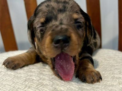 Dachshund – Glastonbury