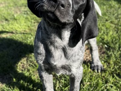German Shorthaired Pointer – Lang Lang