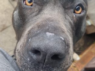 American Bulldog – Greenfields