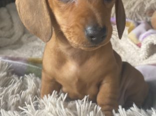Dachshund – Caroline Springs