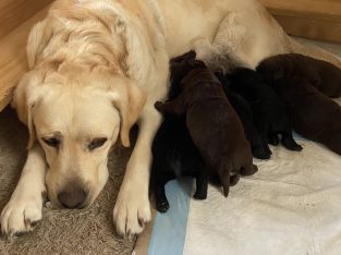 Labrador Retriever – xiangying zhou