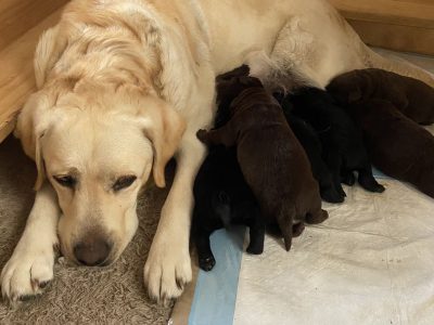 Labrador Retriever – xiangying zhou