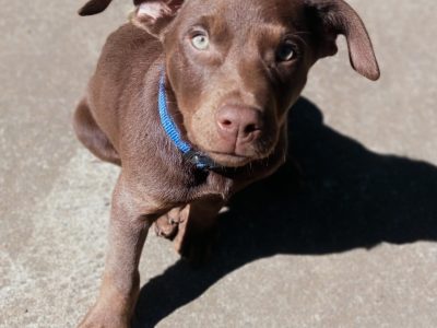 Australian Kelpie – Ipswich