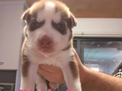 Husky – Thornlands