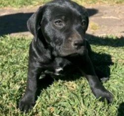 Other Dogs – Slacks Creek