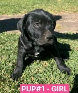 Other Dogs – Slacks Creek