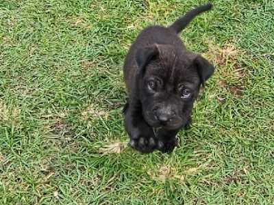 Shar Pei – Gulliver
