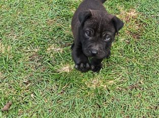 Shar Pei – Gulliver