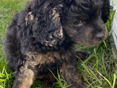 Cavoodle – Tallangatta