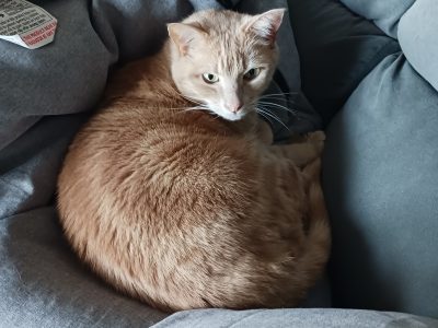 Domestic Short Hair (DSH) – Jayden Kalman