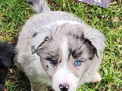 Border Collie – Attunga