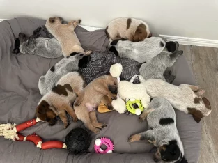 Australian Stumpy Tail Cattle Dog – Mount Walker