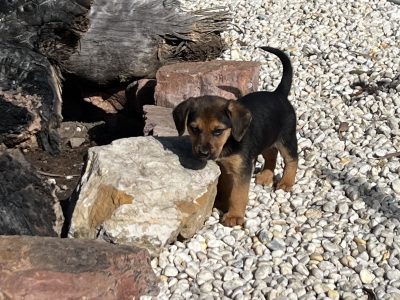 German Shepherd – Paxton