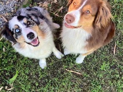 Australian Shepherd – Newmarket