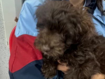 Labradoodle – Ingleburn