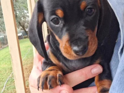 Miniature Dachshund – Hodgson Vale