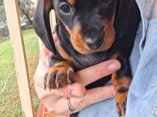 Miniature Dachshund – Hodgson Vale