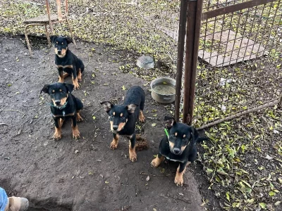 Australian Kelpie – Lockhart