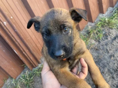 belgium malinois pups