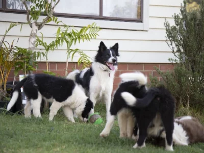 Border Collie – Sanctuary Point
