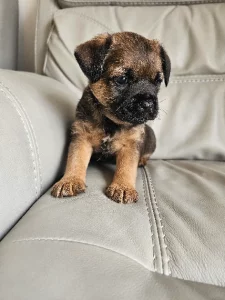 Border Terrier – Boorowa