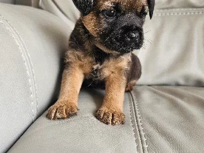 Border Terrier – Boorowa