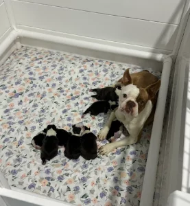 Boston Terrier – Forster