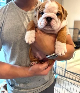 British Bulldog – Brunswick