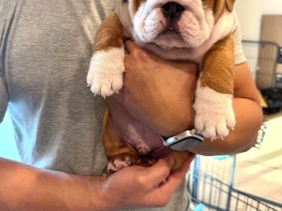 British Bulldog – Brunswick