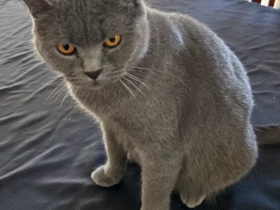 British Shorthair – Harkness