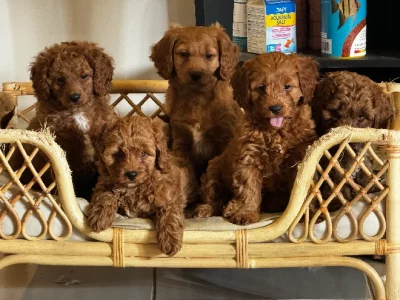 Cavoodle – Cranbourne North