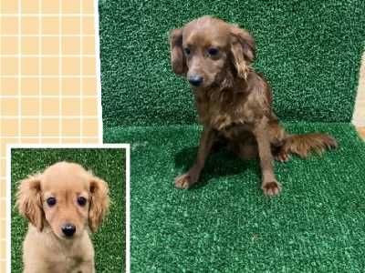 Cavoodle – Glenhaven