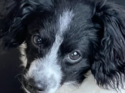 Cavoodle – Glenroy