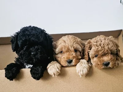 Cavoodle – Noarlunga