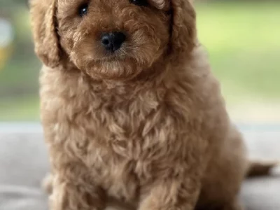 Cavoodle – O’Connell