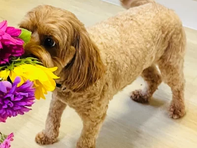 Cavoodle – Reedy Creek