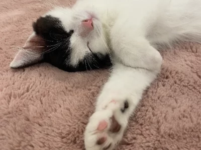 Domestic Medium Hair (DMH) – Denham Court