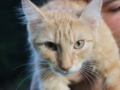 Domestic Medium Hair (DMH) – Seven Hills