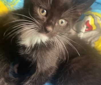 Domestic Medium Hair (DMH) – Wantirna South