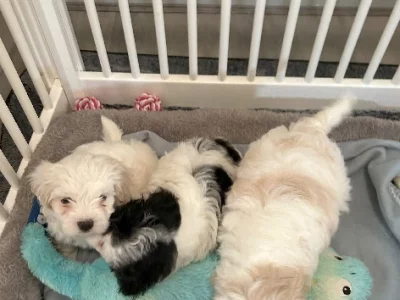 Maltese Shih Tzu – Glen Iris