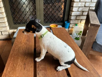 Mini Foxy – Cashmere