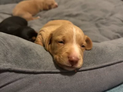 Miniature Dachshund – Jeremy Anderson