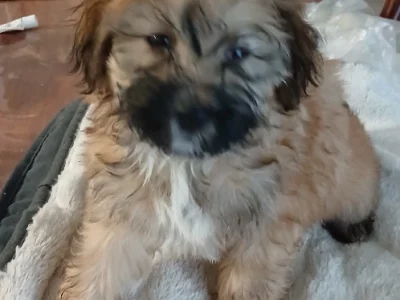 Moodle – Riverview