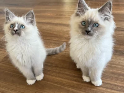 Ragdoll – Brookfield