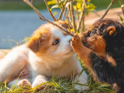 Best Small Dog Breeds for New Dog Owners