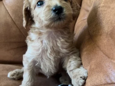 Toy Cavoodle – Killarney Vale